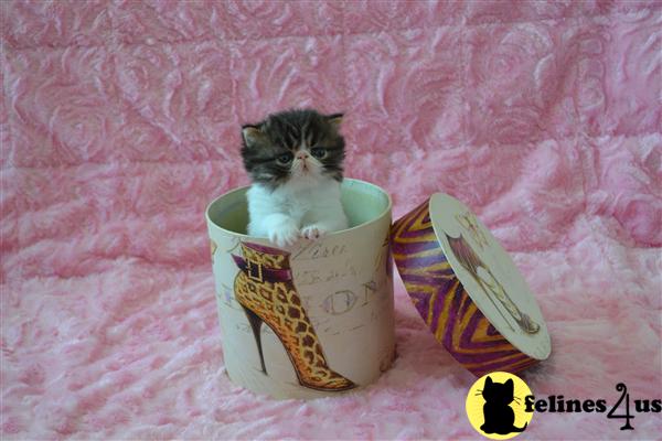 Kittens for Sale