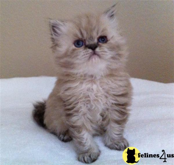 Kittens for Sale in Arizona