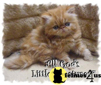 National Winning Line Persian Kittens
