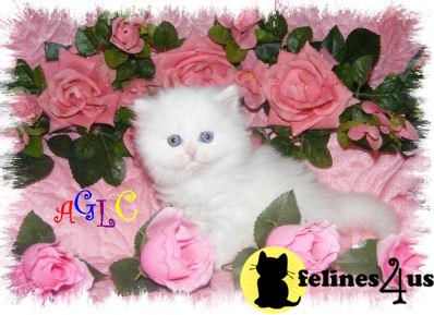 Persian Kittens
