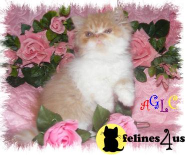 Persian Kittens