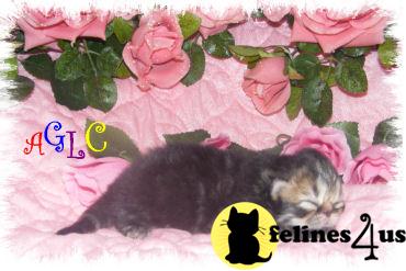 Persian Kittens