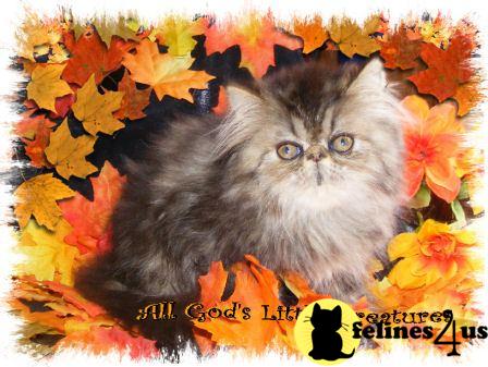 Kittens for Sale in Illinois