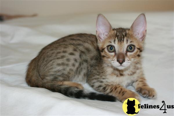 Savannah Kittens