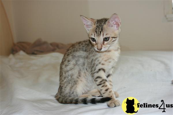 Kittens for Sale in Kansas