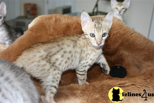 Kittens for Sale in Kansas