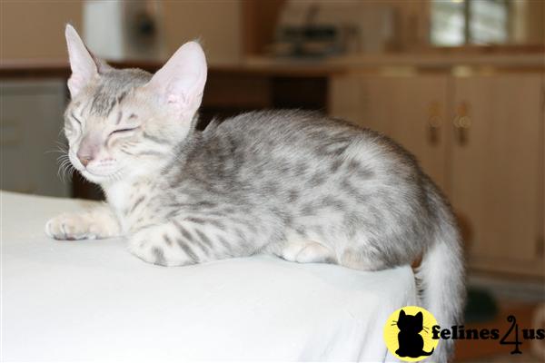 Kittens for Sale in Kansas