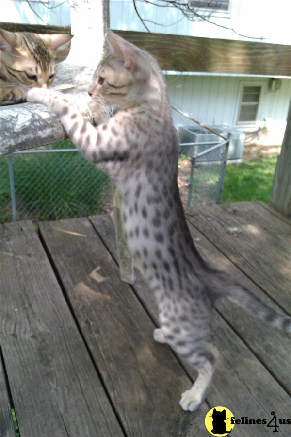 Savannah Kittens