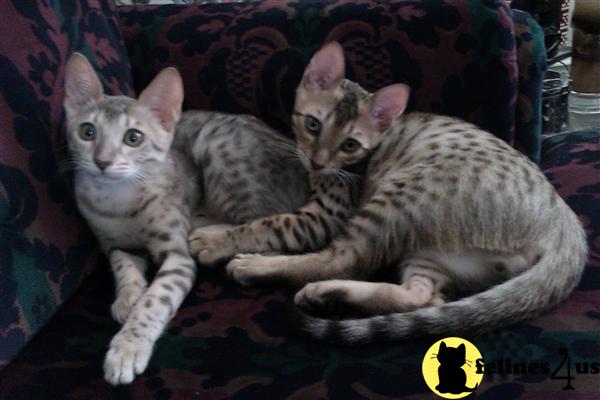 Savannah Kittens