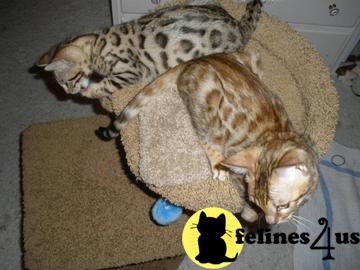 Bengal Kittens