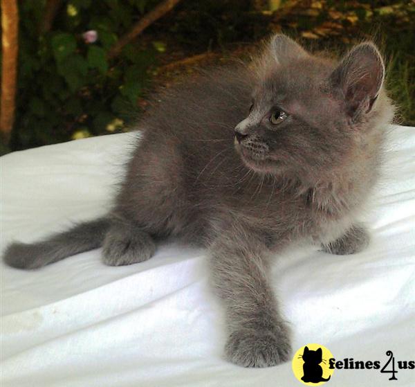 Kittens for Sale