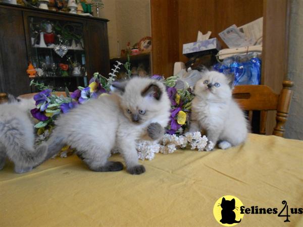 Kittens for Sale