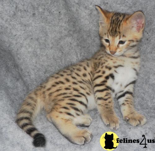 Kittens for Sale