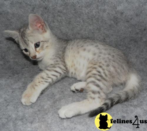 Kittens for Sale