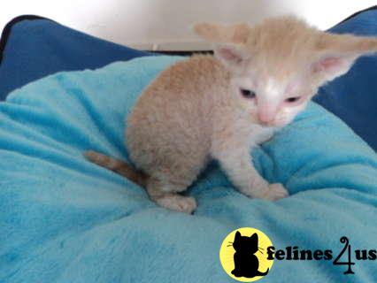 Hypoallergenic Cats