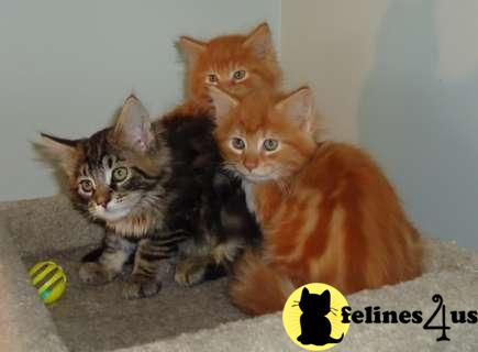 Maine Coon Kittens