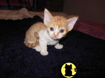 Hypoallergenic Cats
