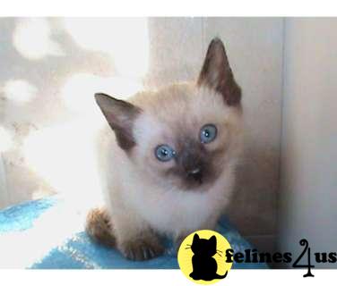 Siamese Kittens