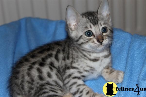 Bengal Kittens