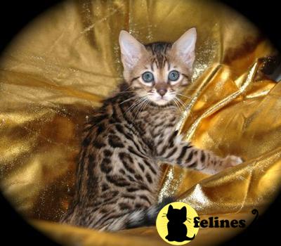 Bengal Kittens