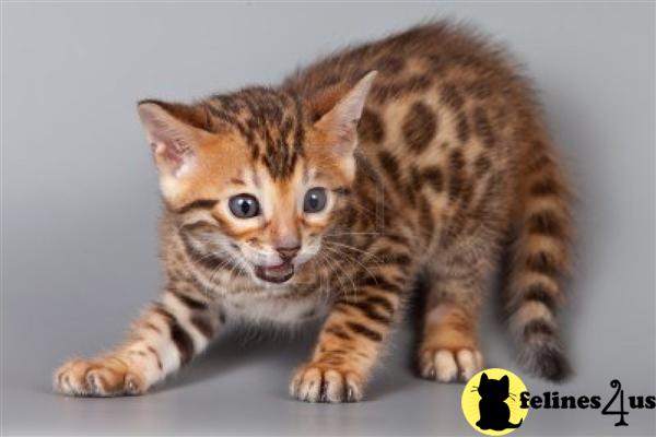 Bengal Kittens