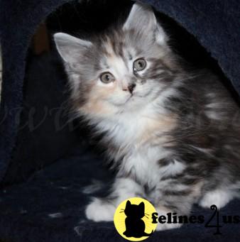 Kittens for Sale