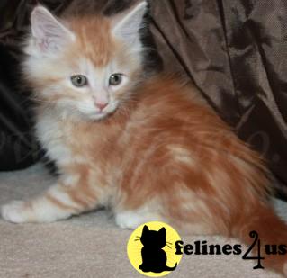Kittens for Sale