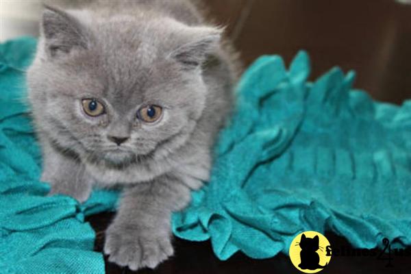 British Shorthair Kittens