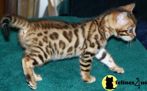 Bengal Kittens
