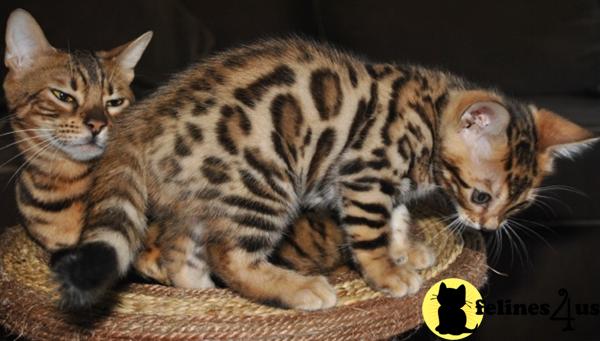 Bengal Kittens