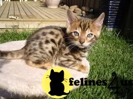 Bengal Kittens