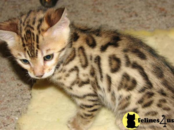 Bengal Kittens