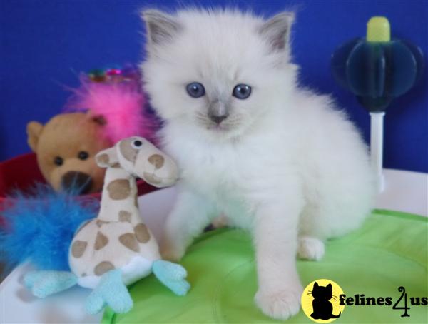Kittens for Sale
