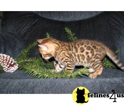 Bengal Kittens