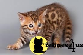 Bengal Kittens