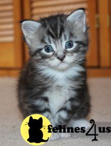 Kittens for Sale in Illinois