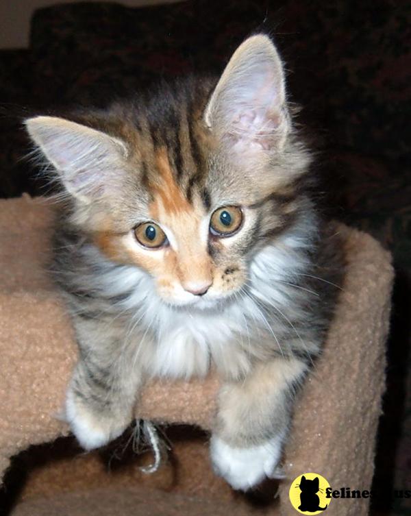 Kittens for Sale in Illinois