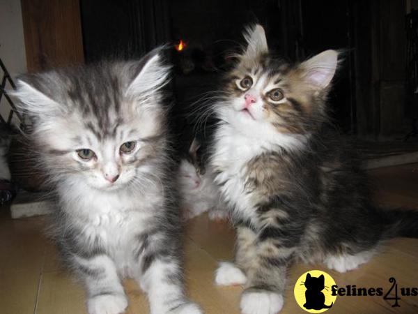 Kittens for Sale in Illinois