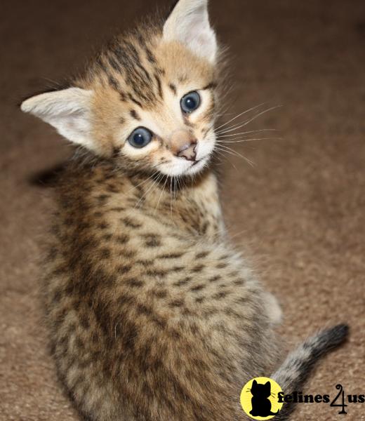 Kittens for Sale in Illinois