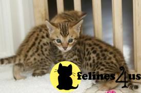 Kittens for Sale in Illinois