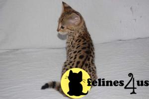 Kittens for Sale in Illinois