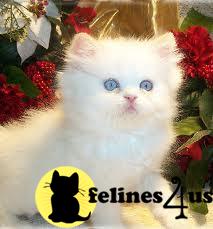 Kittens for Sale in Illinois