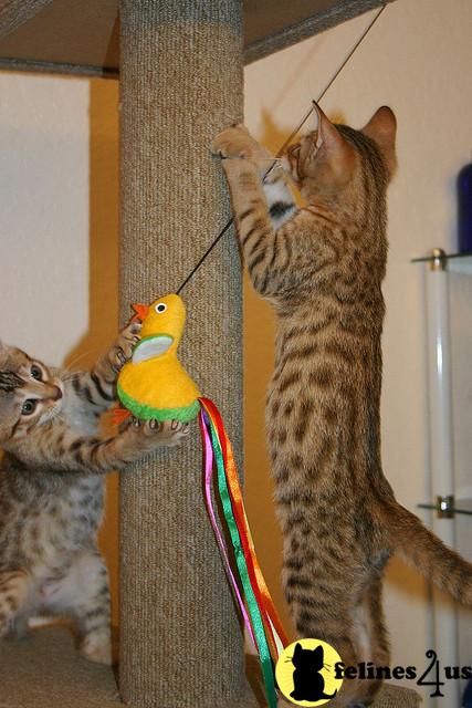 Kittens for Sale in Illinois