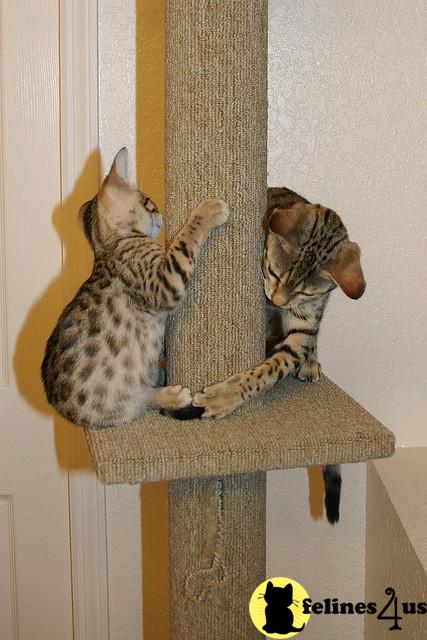 Kittens for Sale in Illinois