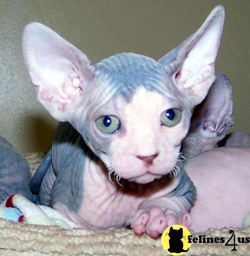 Kittens for Sale in Illinois