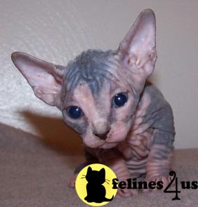 Kittens for Sale in Illinois