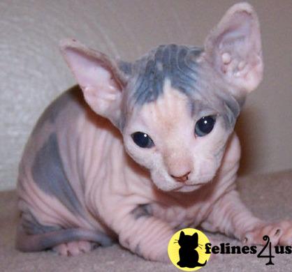 Kittens for Sale in Illinois