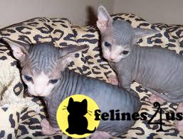 Kittens for Sale in Illinois