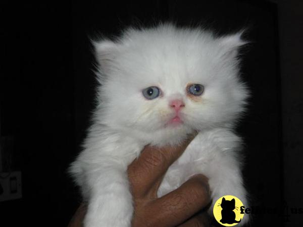 Kittens for Sale in Illinois