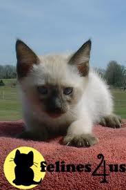 Kittens for Sale in Illinois